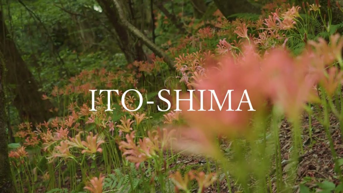 オオキツネノカミソリ　～糸島の自然～